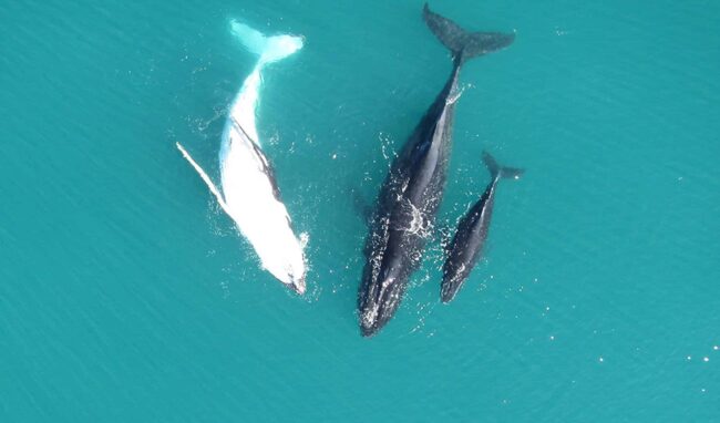 Moreton Island Sea Life Scenic Flight
