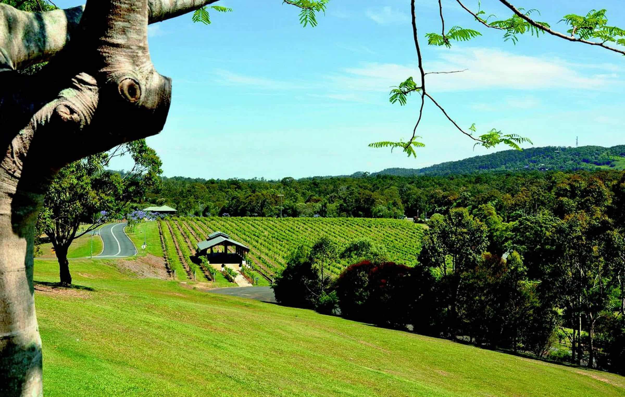 Sirromet Winery via Mt. Coot tha Brisbane CBD 5